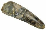 Fossil Spinosaurus Tooth - Feeding Worn Tip #345426-1